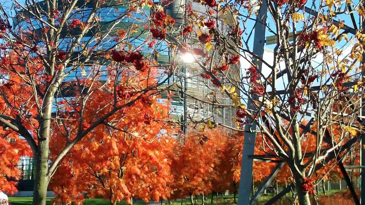 firey fall