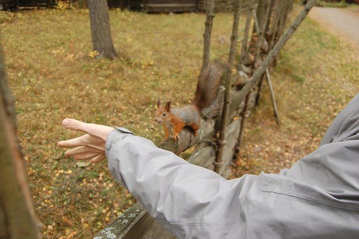 seurasaari squirrel